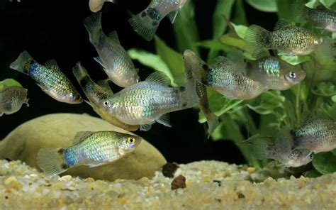 Australian Rainbow Fish Care: Complete Guide for Beginners.